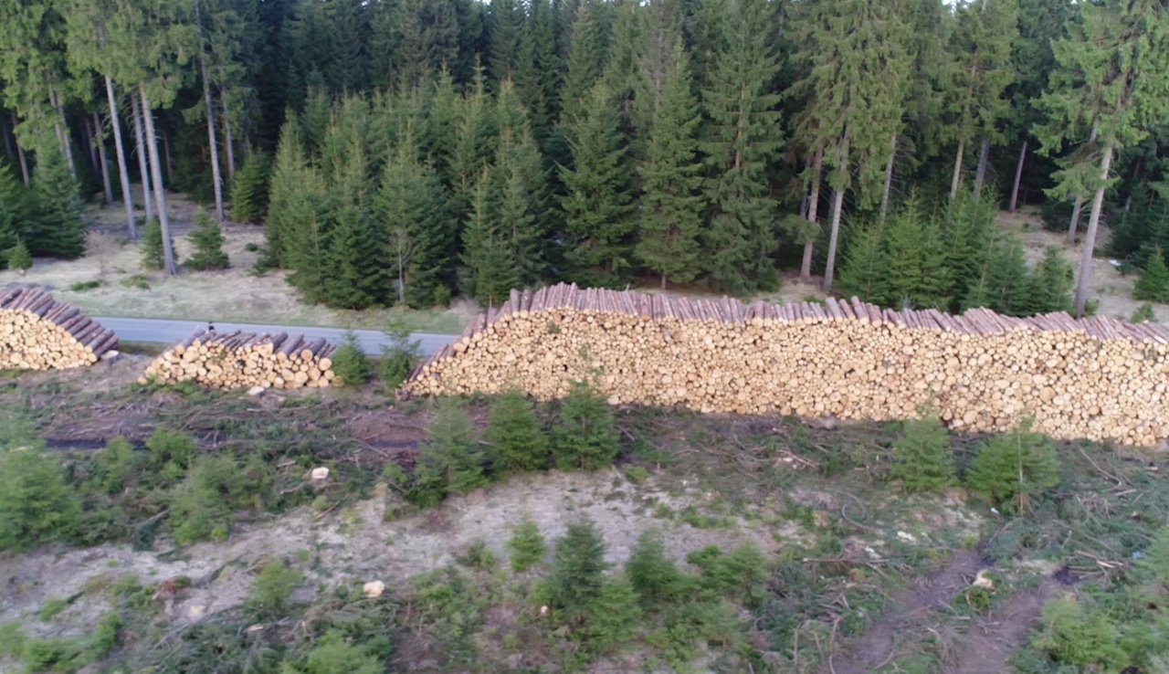 MEgional mit Informationen zum Tag des Baumes MEgional mit Informationen zum Tag des Baumes